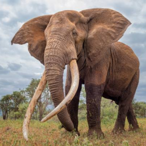 An African Elephant